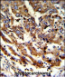 ERP29 Antibody (Center)